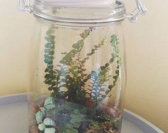 TROPICAL TRANSPARENT JAR TERRARIUM