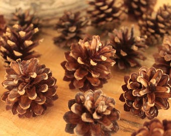 Set of 20 natural pine cones