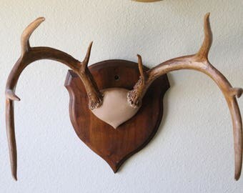 8 pt Whitetail Deer Antler Plaque from 1957