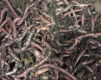 1lb African Nightcrawlers - Simple Grow Worms