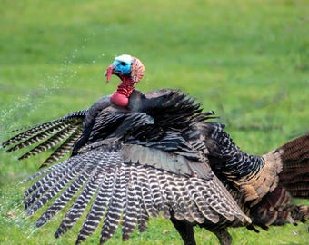 Wild turkey in action fine art photography