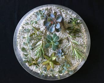 30 Succulent Cuttings for Propagation, Terrarium Supplies, variety of succulents, echeveria, sedum, crassula, great gardener's gift