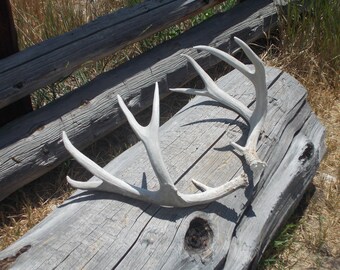 Deer antler (((((((( LARGE ))))))))