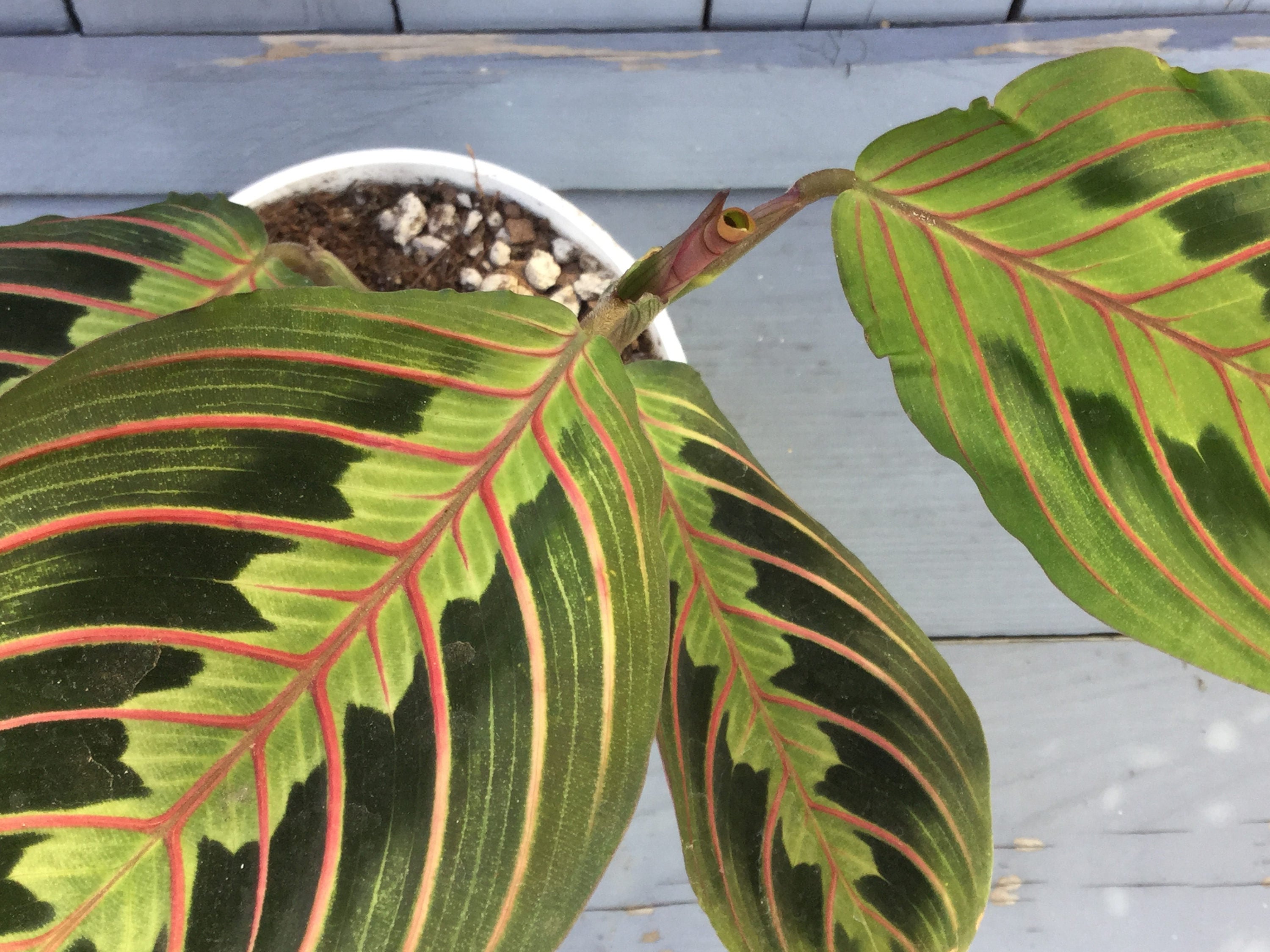 Prayer plant scientific name Idea