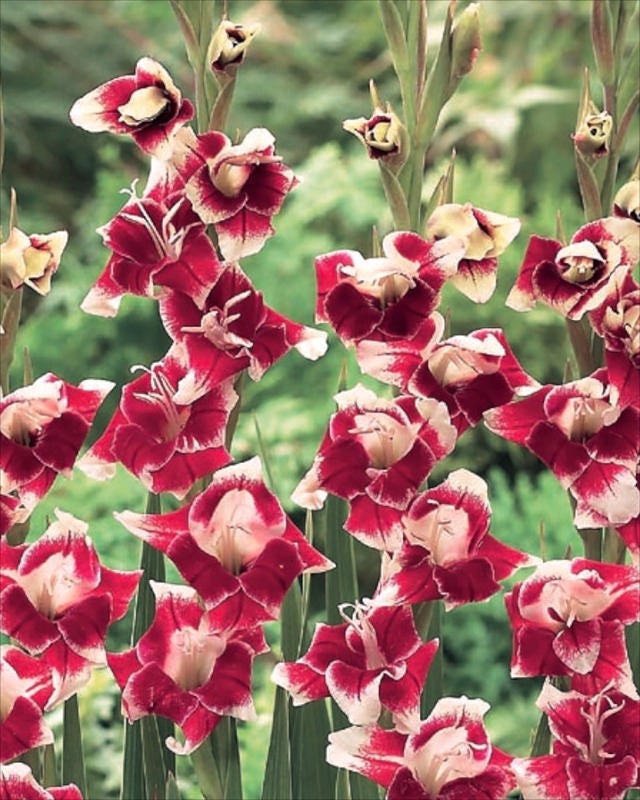 Gladiolus Bulbs BELINDA Sword Lily Vivid Red & Cream