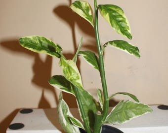 Pedilanthus Tithymaloides, Devils Backbone live plant in pint size pot.