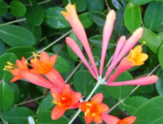 CORAL HONEYSUCKLE Vine Live Plant Lonceria Sempervirens Bright   Il 570xN.1294531351 E72b 