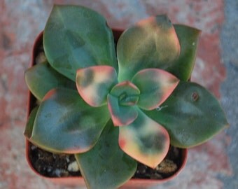 Echeveria ‘Chroma’ Succulent 2" Pot