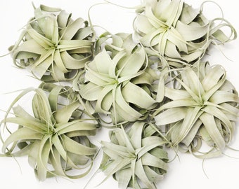 Pack of 6/3 Wholesale Xerographica Air Plant Tillandsia, Bulk Air PLant, Large Air Plant, Succulent Wedding Decor, Hanging Air Plant