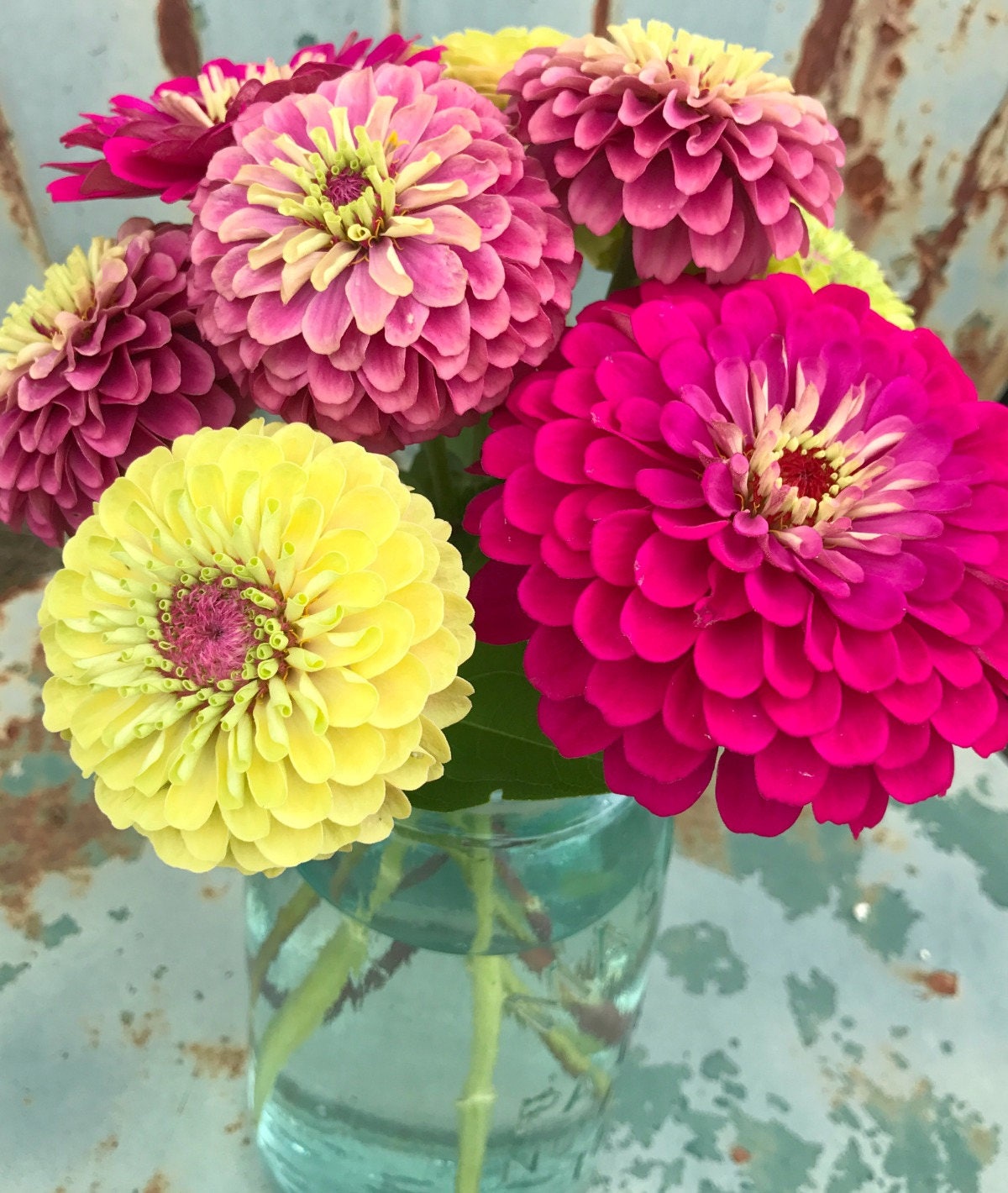 Zinnia Seed Trio Queen Lime Blush Zinnia Red Queen Zinnia