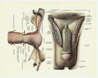 Penis lithograph print upcycled recycled repurposed erotic nude sexy gay lithography penis dick antique lithograph mature