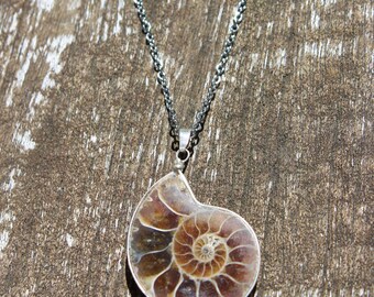 Ammonite with Silver Border