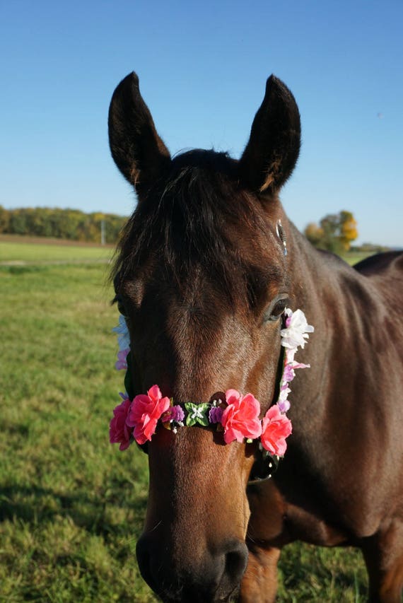 Flower Halter horses and ponies Halter flowers