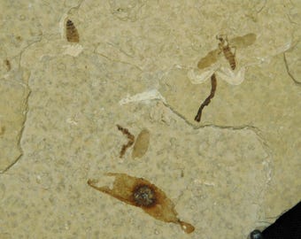 100% Natural Seed Pod Fossil W THREE BEE Fossils and A Neat Fish Fossil 1050g