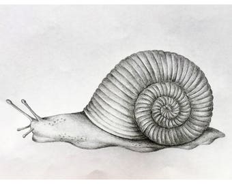 Whimsical Snail Illustration Illustrated Snail Fantasy