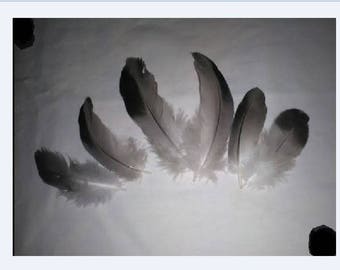 12 real feathers for various confections ft 121