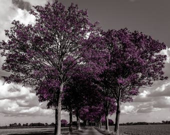 pretty purple tree