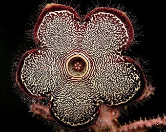 Persian Carpet Flower - 5 seeds - Edithcolea grandis