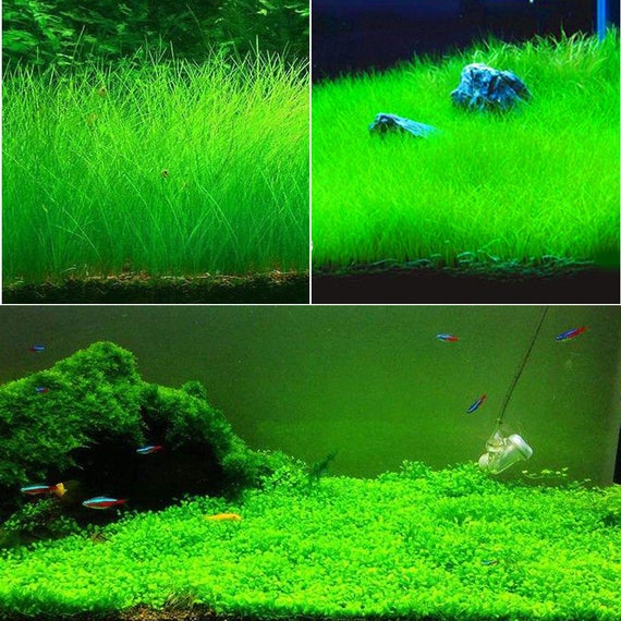 Aquatic Water Grass Aquarium Fish Tank Plant Seeds Green Lawn