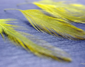 Lot de 20 plumes vertes