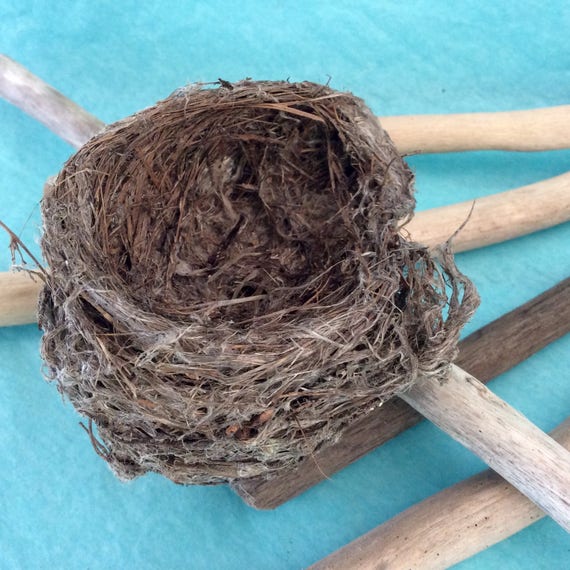 Real Birds Nest genuine bird nest Hummingbird science