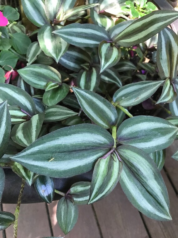 8 cuttings wandering Jew plant vines