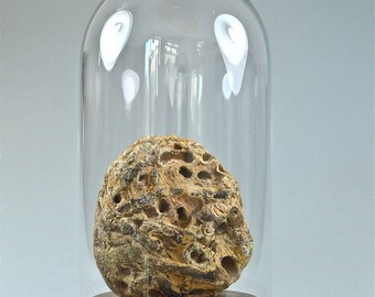 Fossil shipworms in vintage glass dome display wooden base cloche with fossil