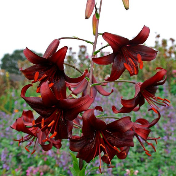 Asiatic Lily 'Night Flyer' hardy perennial flower