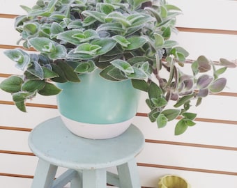 Teddy Bear Vine Cuttings (5)