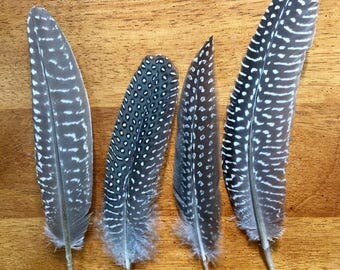 Wing Feathers 10 Pieces Natural Polka Dot Black and white