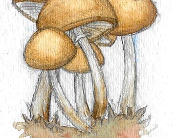 Deadly Skullcap (Galerina autumnalis)