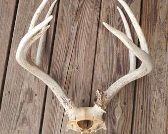Deer Antlers // Skull Cap // Real Bone
