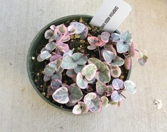 String of Hearts Plant Succulent VARIEGATED Ceropegia Woodii 4'' Pink Exotic Succulent Rooted Rare Plant Live Plant String of Hearts Plant