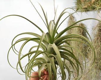 LARGE Air Plant Tillandsia Redy, Hanging Air Plant, Indoor Plant, Rare Air Plants Xerographica, Housewarming Gift, Hanging Plant, Airplant