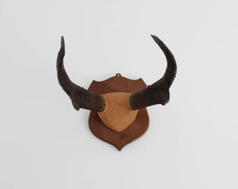 Vintage Mounted Deer Antlers / Taxidermy / Oddities / Wall Decor / Rustic / Cabin