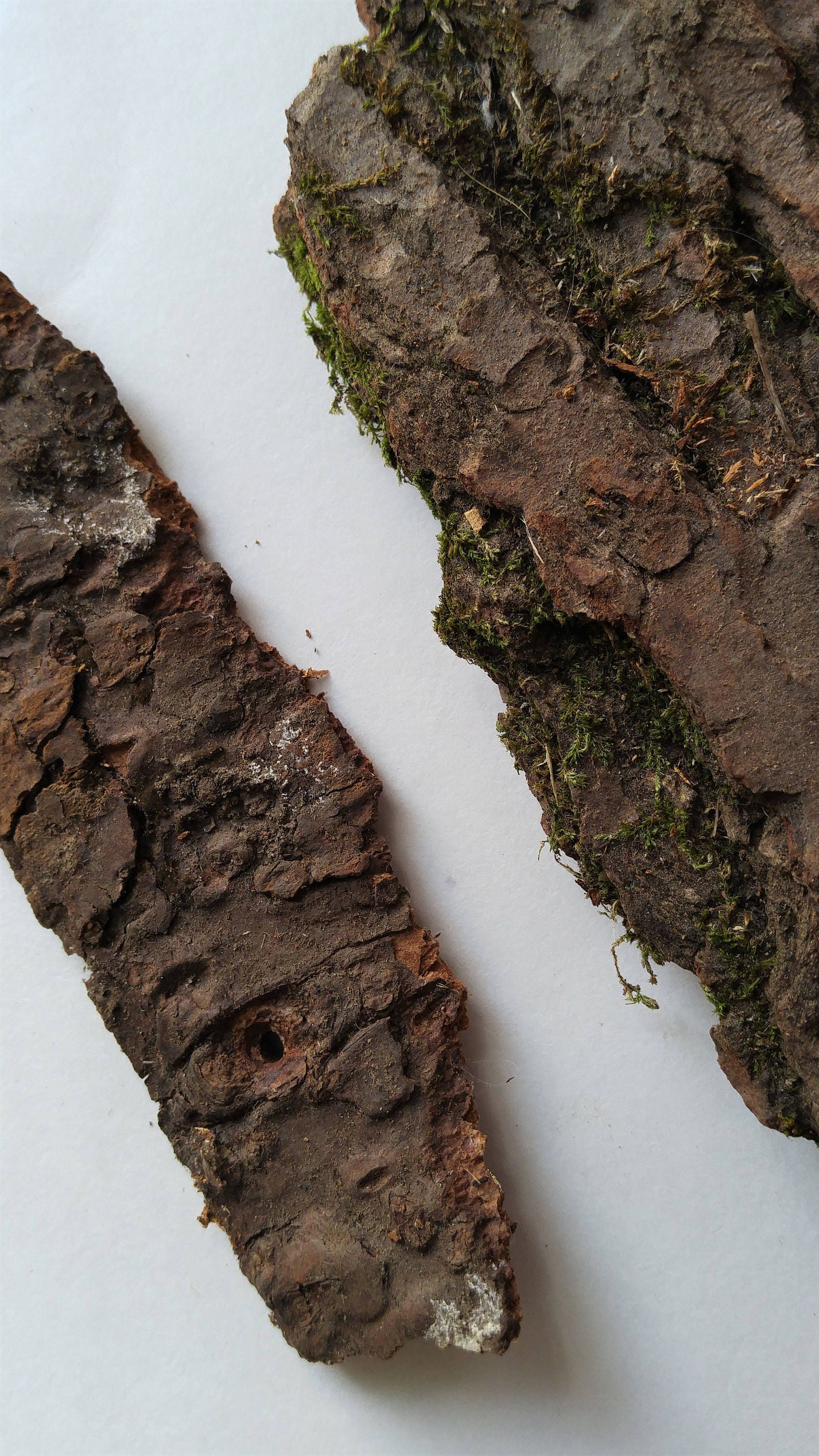 Tree bark, natural craft supplies, bark craft, woodland craft supply