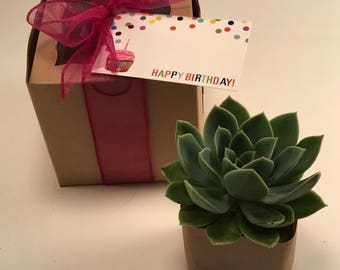 Succulent Gift - Single Succulent Gift Box