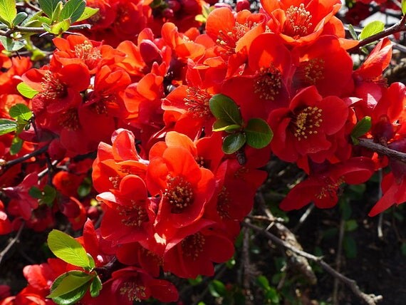 20 Red Flowering DWARF QUINCE Shrub Fruit Chaenomeles Japonica