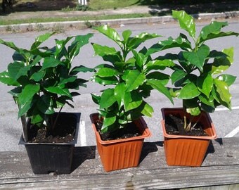 2 pots of Cafe Arabica plants- Coffee plant seedlings,10-15 plants!
