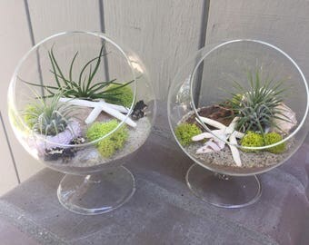 Glass pedestal Terrarium with Air Plant, KIT to make terrarium, DIY kit to make your own terrarium, air plants, terrarium