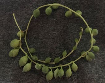 1 Foot of String of Pearls Succulent Cutting