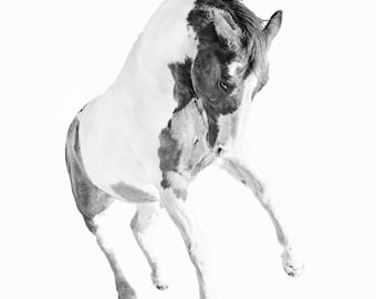 Fine Art Horse Photography, Black and White Horse Photography, Horse Decor, Horse Print, Horse Art, Horse Wall Art, Horse Wall Decor