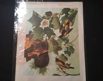 Bird print from vintage book
