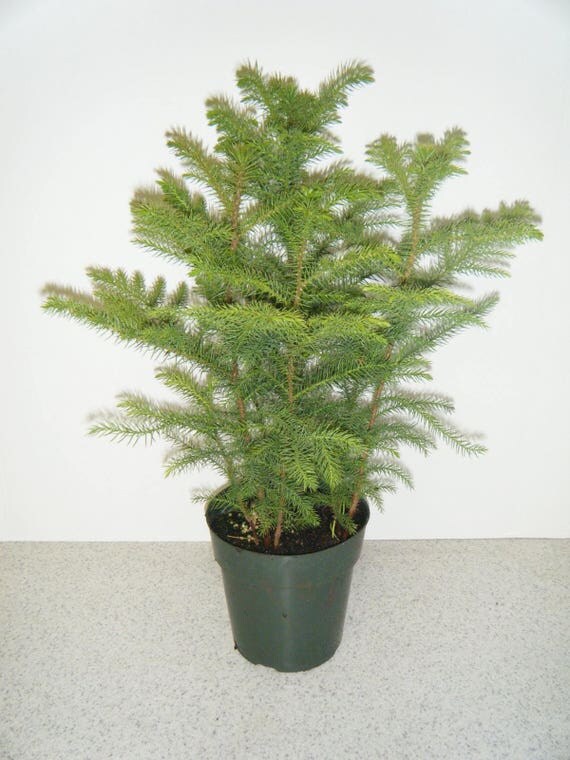 Norfolk Island Pine in 6 Pot SKU: 17149