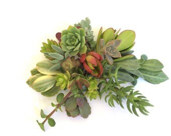 FREE SHIPPING 12 succulent plant cuttings succulent clippings 12 different succulents succulent kit