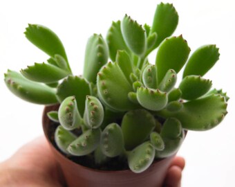 Bear Paw Succulent Plant, LARGE Succulent Unique Succulent Plugs, Rare Succulent Terrarium Plants, Cotyledon Ladismithiensis Fuzzy Succulent