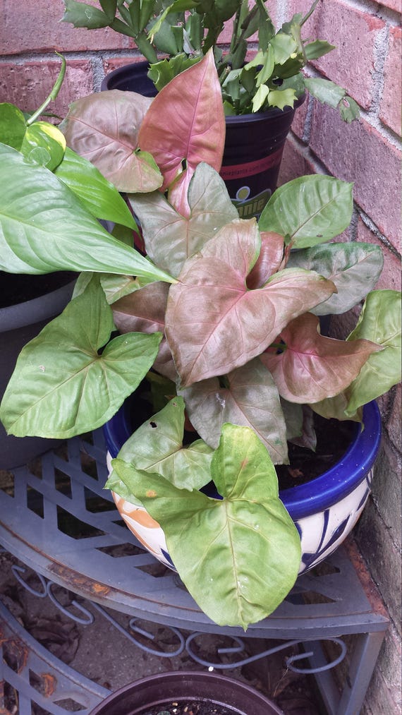Pink AllusionSyngonium podophyllumGoosefoot