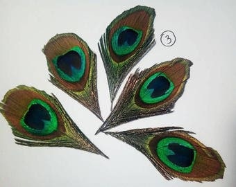 Set of 5 beautiful Peacock eye feathers