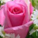 lovemyroses66