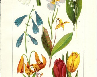 1912 Botany Print - Lily Flowers - Vintage Antique Art Illustration Book Plate Natural Science Great for Framing 100 Years Old
